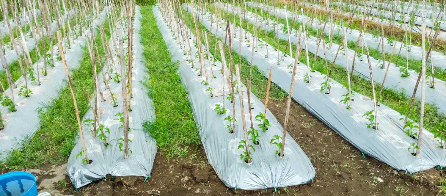 ניילון חיטוי קרקע