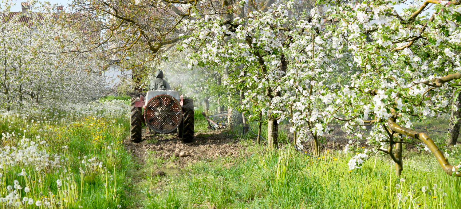 דילול פריחה