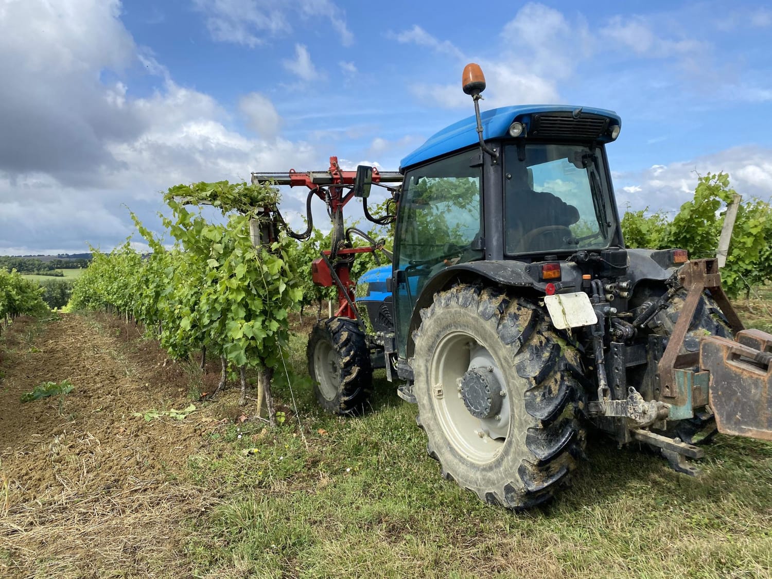 מחלנת לגפנים 1 מחלנת לגפנים